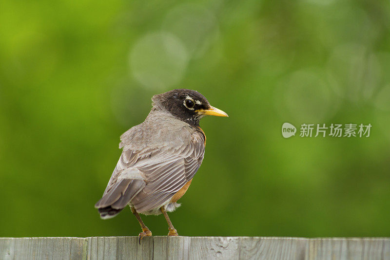 坐在篱笆上的罗宾