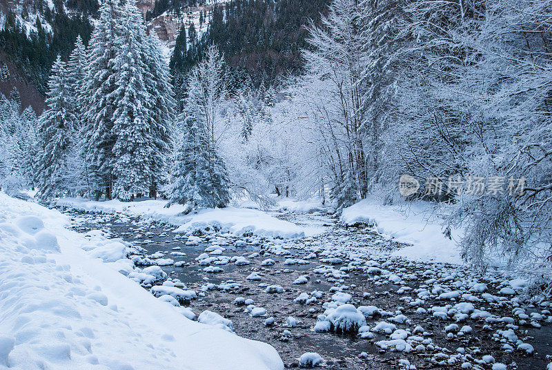冬季景观与雪和树