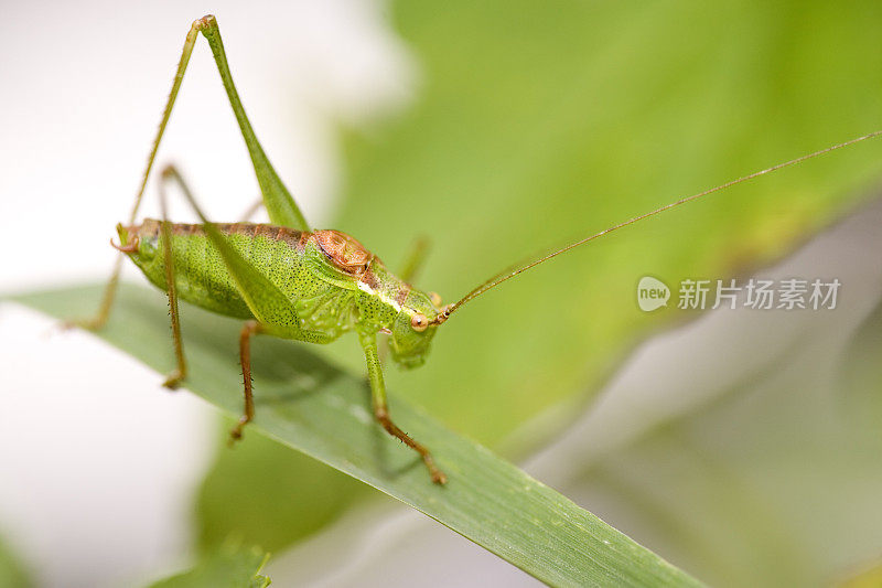 斑点布什板球