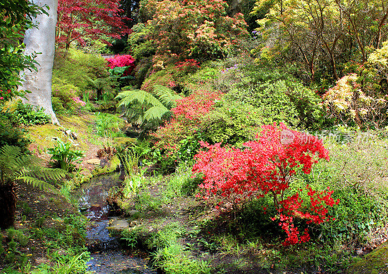 林地花园溪流，红色的杜鹃花和枫树