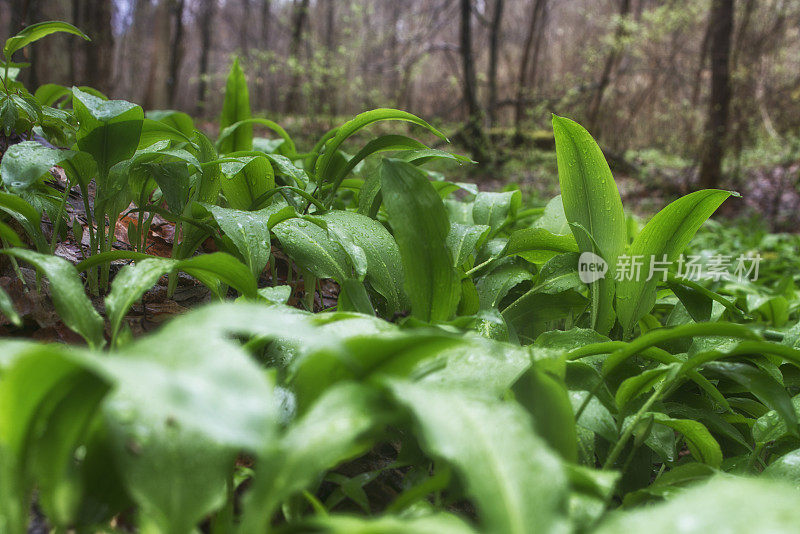 野生大蒜,熊葱