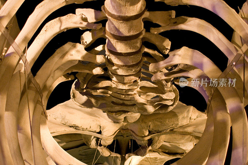 恐龙骨架肋骨细节