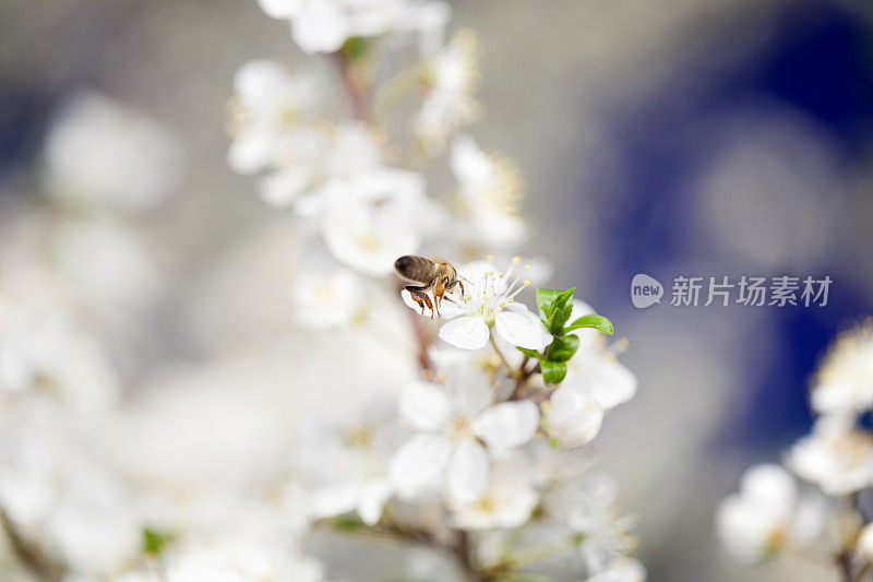 蜜蜂在春天采集花粉