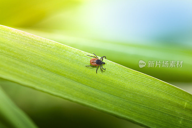 草上的蜱虫(硬蜱)