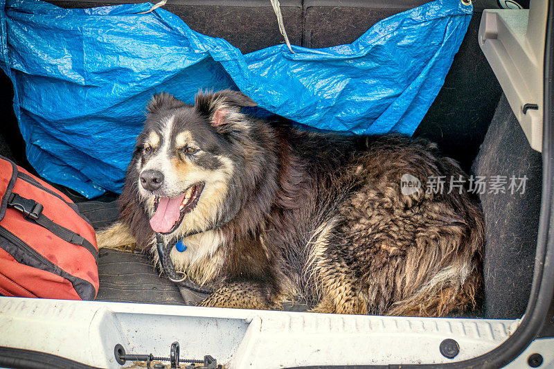 边境牧羊犬在汽车后备箱里