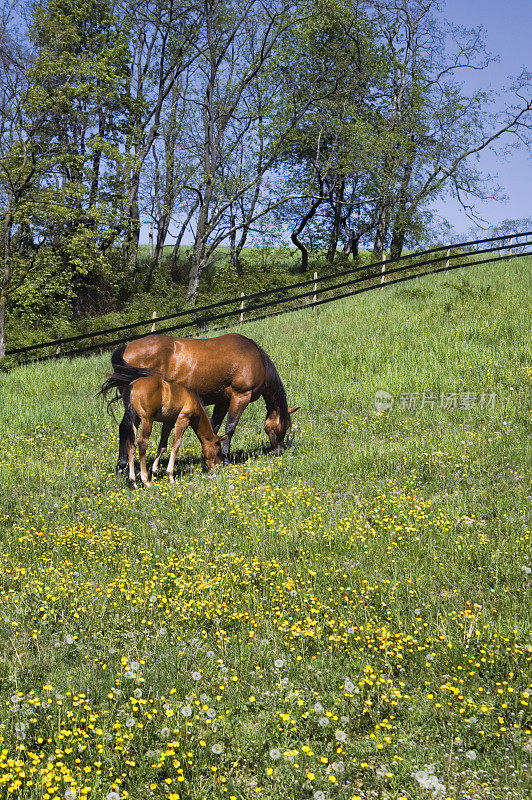 马在阳光明媚的毛茛花田