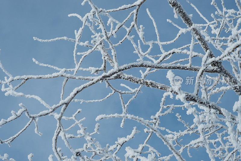 白雪覆盖的分支