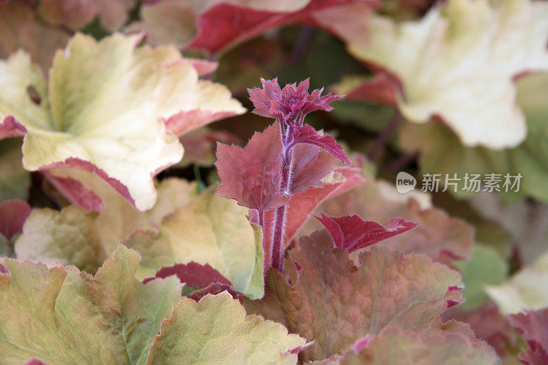 粉红色开花植物特写镜头