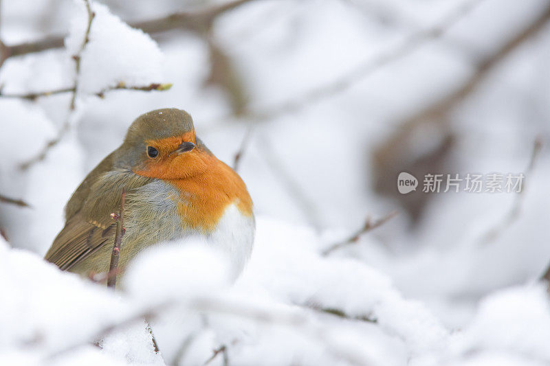 罗宾(红心rubecula)