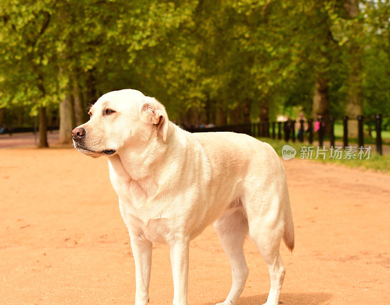 拉布拉多寻回犬