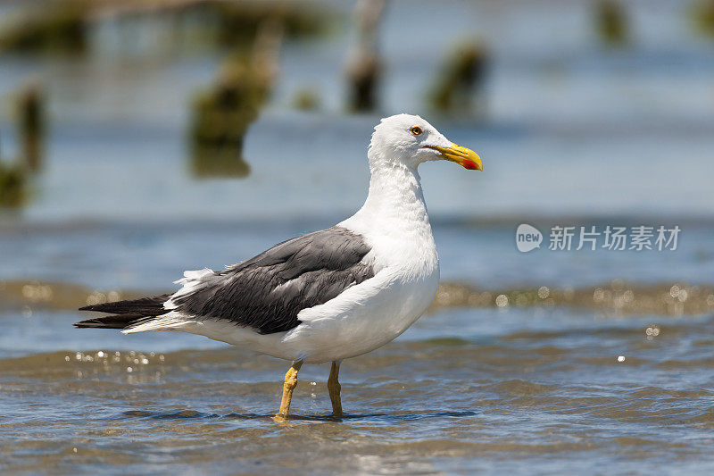 萨尔顿海的黄腿海鸥