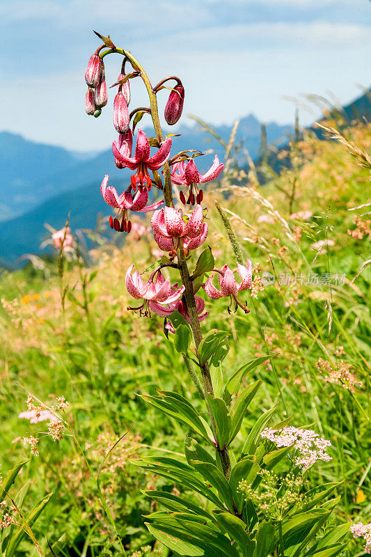 山花，马塔贡百合，泰洛，奥地利阿尔卑斯山