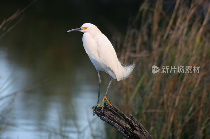 小白鹭