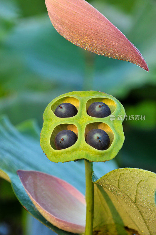 莲子豆荚