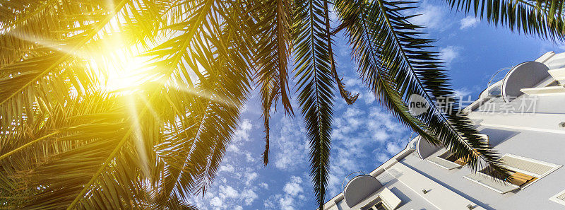 棕榈树、阳光和建筑立面