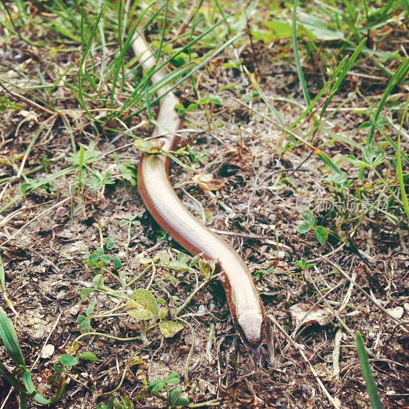 Slow-worm。