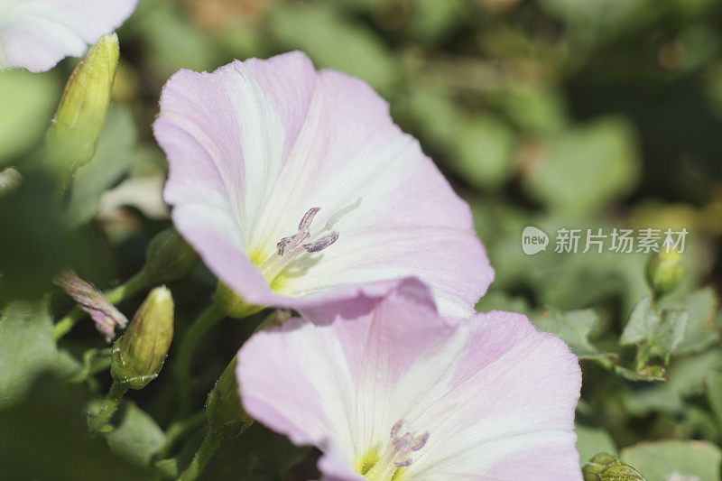 淡粉色的野旋花花萼