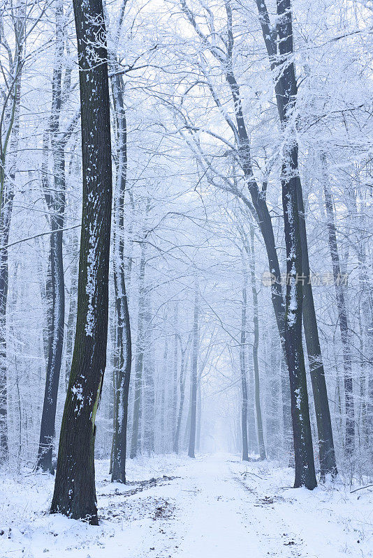 穿过冬天被雪覆盖的森林的小路