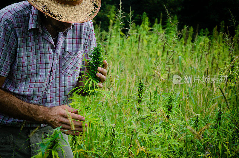 男子采集医用大麻