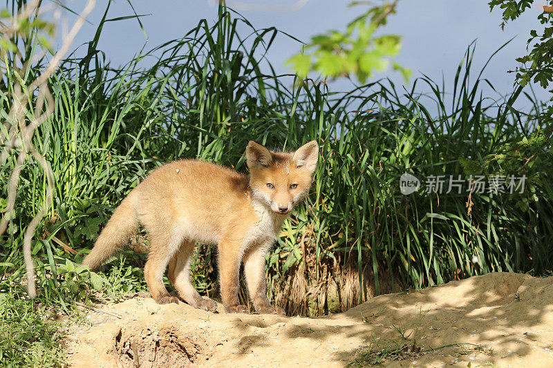 宝宝春季福克斯