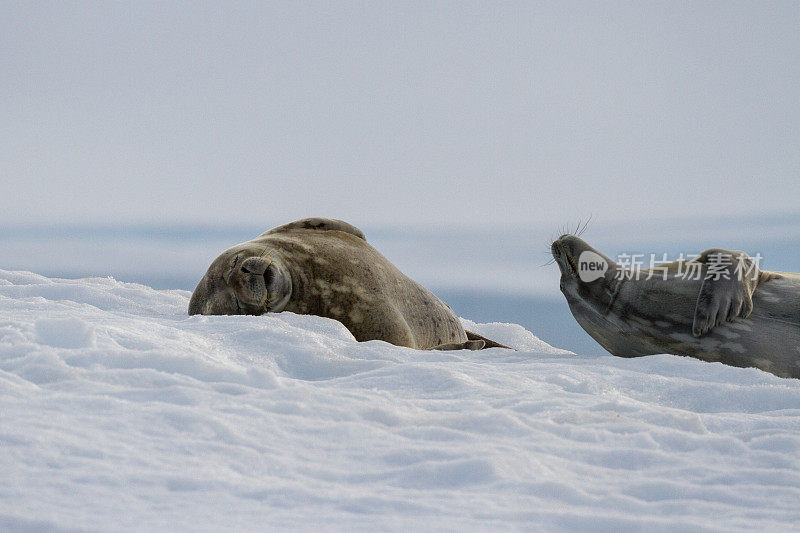 一对食蟹海豹在南极洲的一个冰架上闲逛