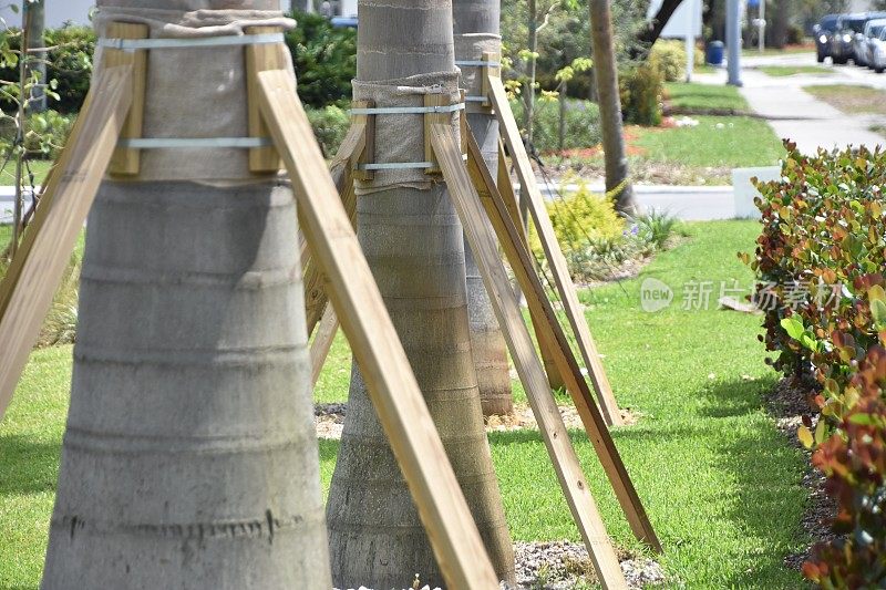 迈阿密的木制基础设施种植着棕榈树