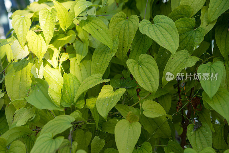 山药叶为淡绿色植物基色背景图案