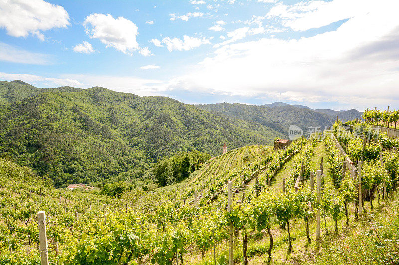 在欧洲的意大利，初夏的丘陵葡萄园里种植着红酒葡萄