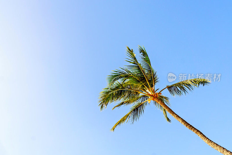 毛伊岛的棕榈树映衬着湛蓝的天空