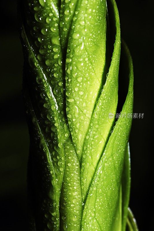 细雨落在柔软的绿叶上(垂直)