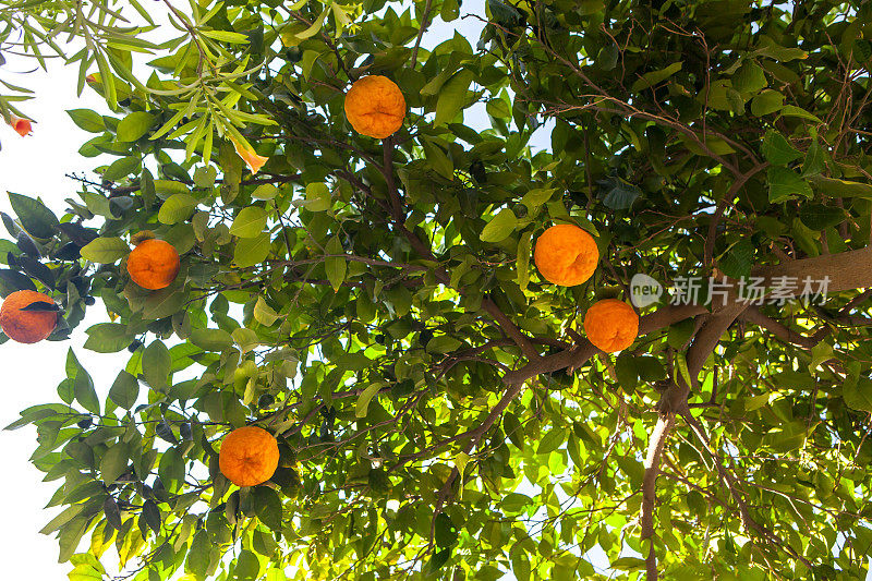 在仲夏有叶子和成熟橙子的桔子树