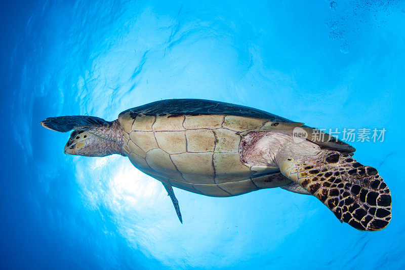 蓝水中的玳瑁海龟