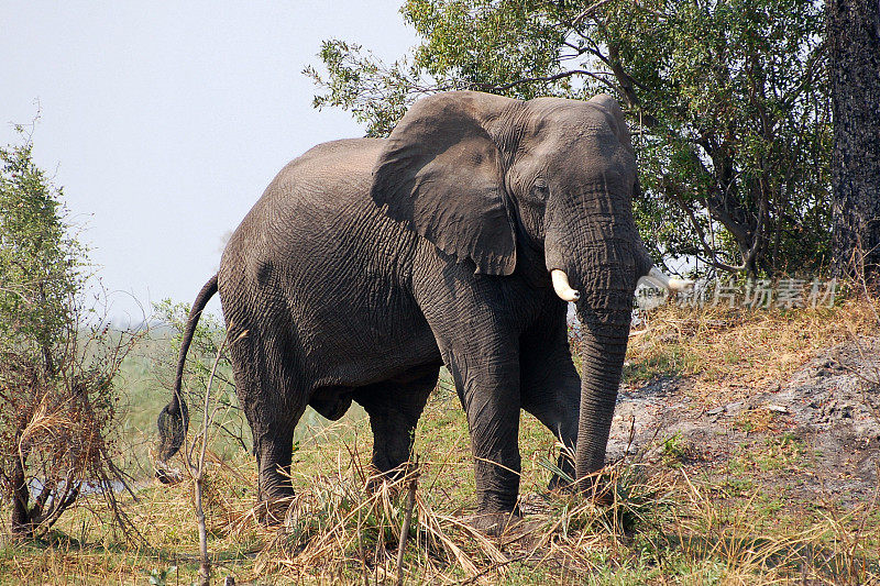 博茨瓦纳大草原上的大象