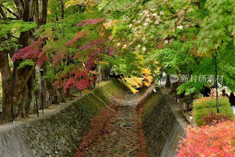 日本富士五湖地区的秋叶