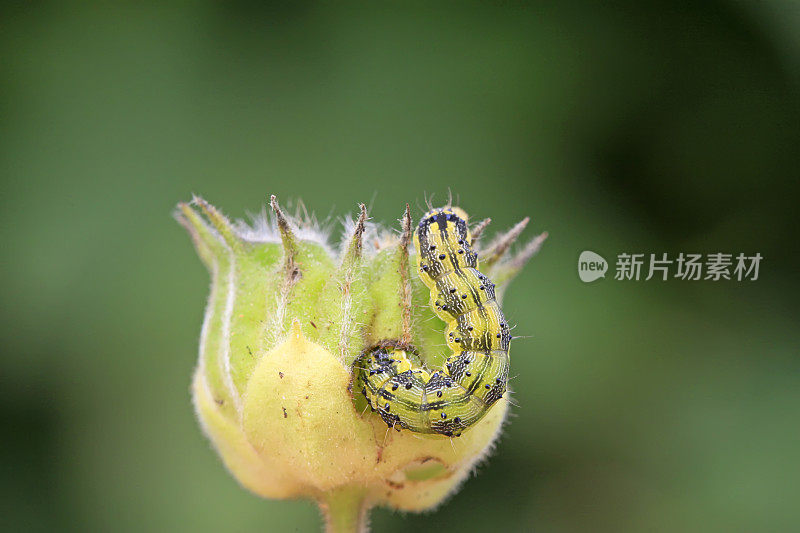 蝴蝶幼虫在苘麻果实上，特写照片