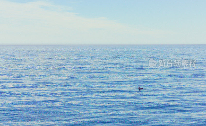 浩瀚的海洋风景，鲸鱼或海豚