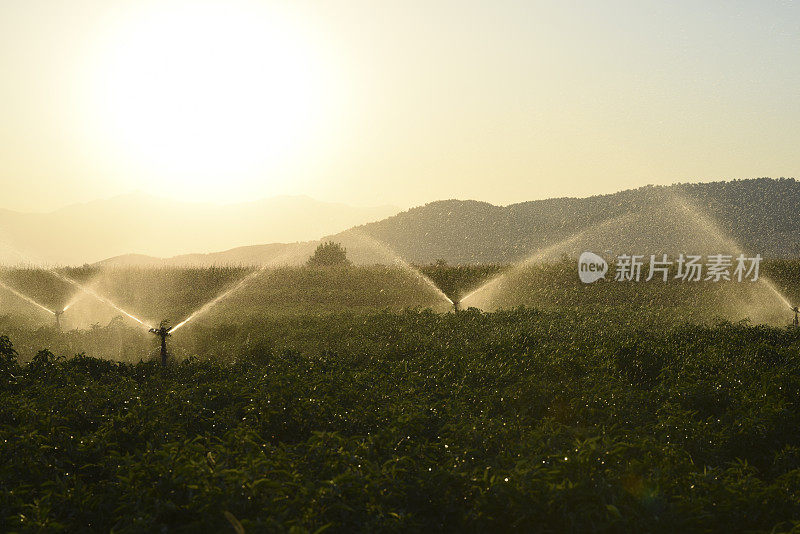 美丽的自然和灌溉喷灌机灌溉作物肥沃的农田
