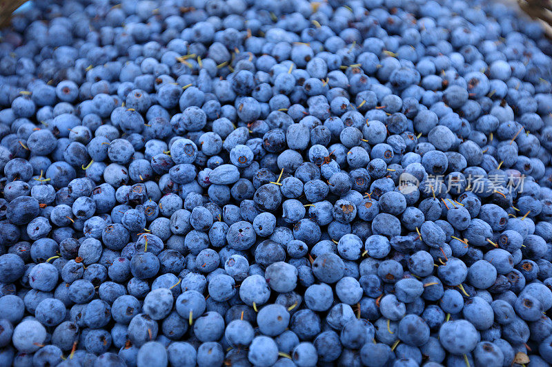 篮子里有新鲜的蓝莓水果