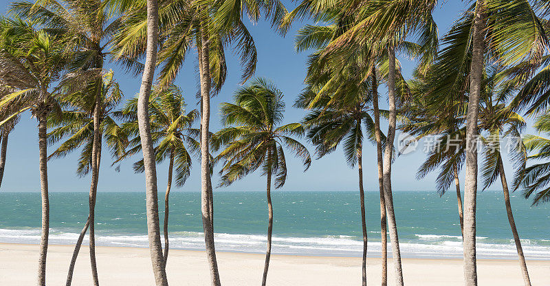 棕榈树海滩背景全景，巴西
