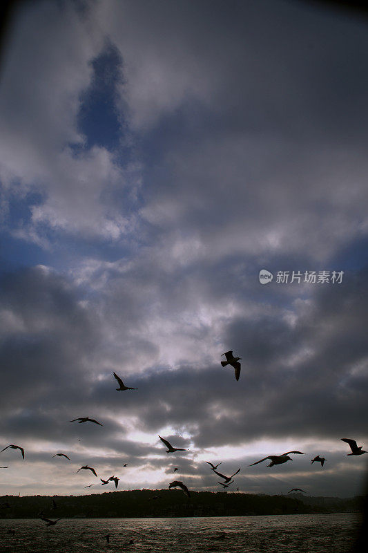 海鸥迎着夕阳飞翔