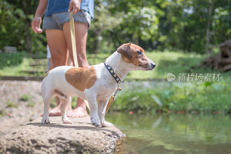 亚洲家庭玩好玩的杰克罗素梗狗在瀑布在夏天的早晨