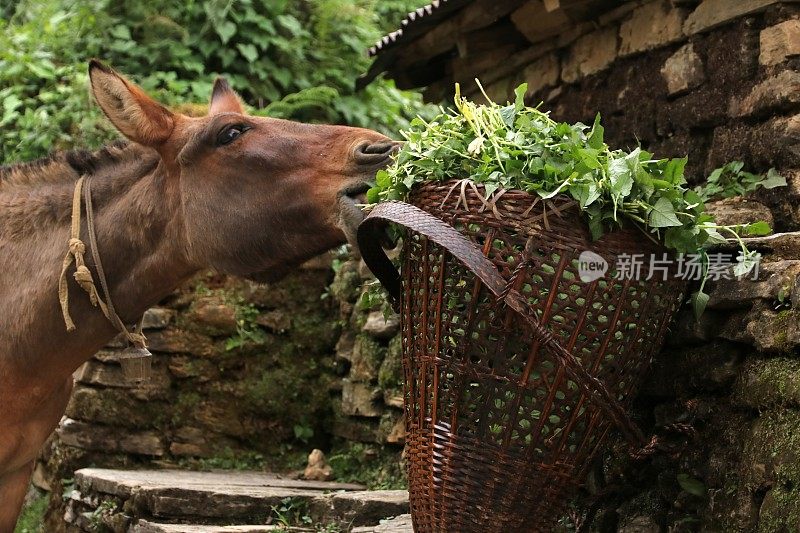 马在吃夏尔巴人的篮子