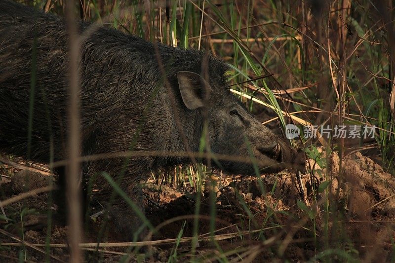 尼泊尔奇旺的野猪