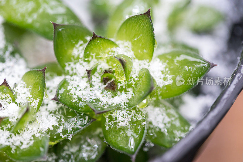 冻雨后盆栽肉质植物