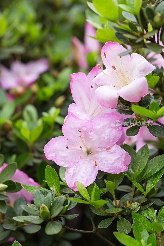 杜鹃花在春天开花