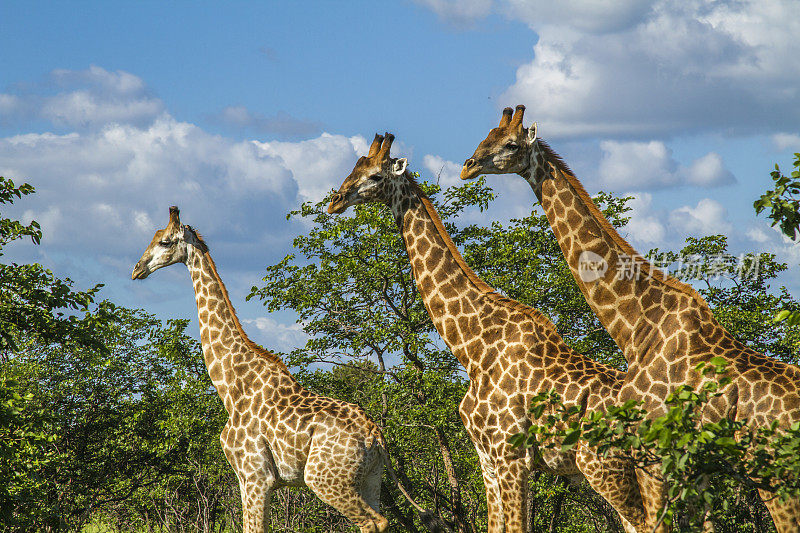 南非克鲁格公园灌木丛中的三只长颈鹿