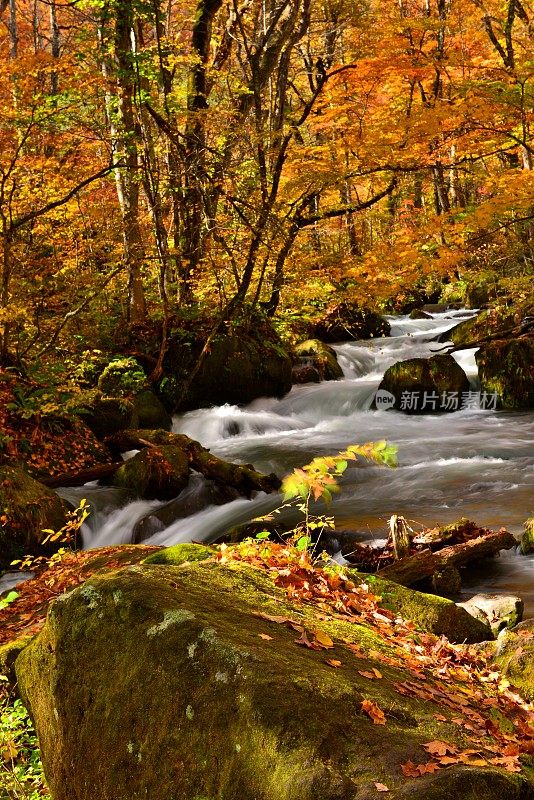 日本青森市秋天的磐濑山溪