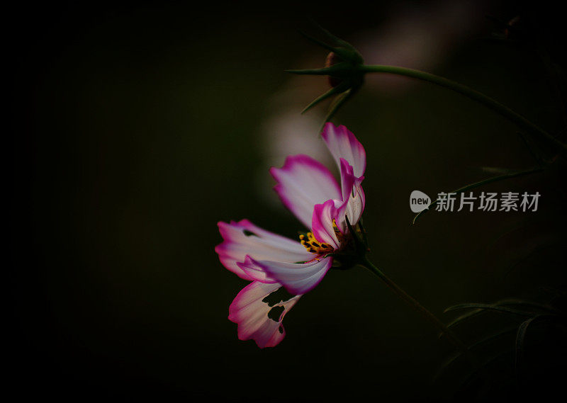 格桑花