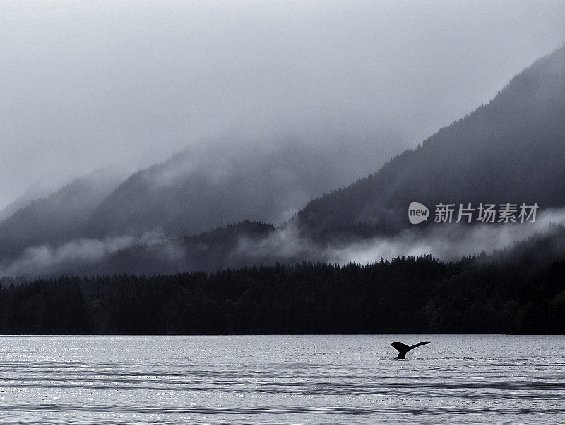 座头鲸的尾巴和云雾山