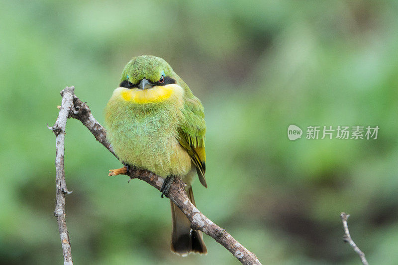 东非坦桑尼亚的愤怒蜂食鸟。Merops-apiaster